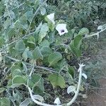 Ipomoea spathulata Habit