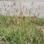 Bothriochloa ischaemum 整株植物