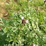 Verbena supina Цвят