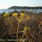 Thapsia meoides Blüte