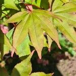 Acer palmatum Leaf