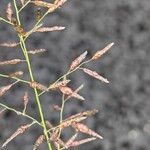 Eragrostis minor Fruit