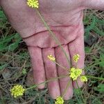 Lomatium triternatum Λουλούδι