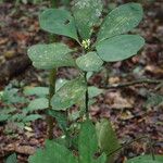 Psychotria champluvierae Habitus