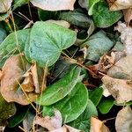 Epimedium pinnatum Leaf