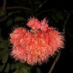 Brownea grandiceps Květ