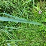 Elymus canadensis Hoja