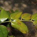 Dalbergia retusa Leaf