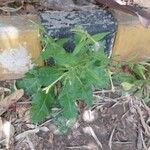 Nicotiana plumbaginifolia
