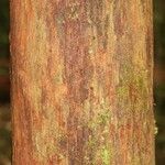 Protium apiculatum Coajă