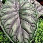 Alocasia baginda Лист