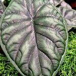 Alocasia baginda Folla