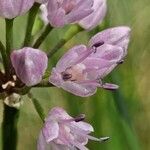 Allium lusitanicum Квітка