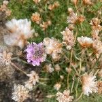 Armeria maritima Blüte