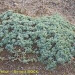 Artemisia reptans ശീലം