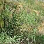 Cyperus giganteus 叶