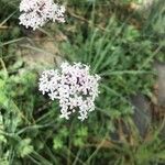 Valeriana dioscoridis Λουλούδι