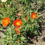 Papaver nudicaule 整株植物