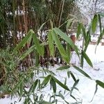 Phyllostachys aurea 葉