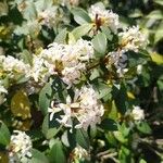 Osmanthus delavayi Blüte