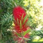 Callistemon citrinusKvět