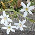 Ornithogalum umbellatumÕis