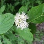 Cornus sanguinea ফুল