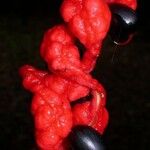 Cojoba catenata Fruto