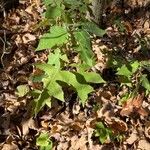 Polymnia canadensis Leaf