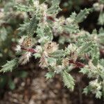 Forsskaolea angustifolia Cvet