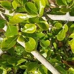 Gardenia cornuta List