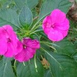 Impatiens flaccida പുഷ്പം