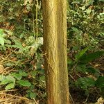 Isolona hexaloba Corteza
