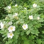 Rosa caninaКветка