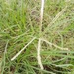 Eleusine indica Hoja