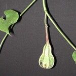 Aristolochia gorgona Frutto