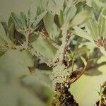 Pycnandra cylindricarpa Staniste