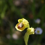 Ophrys lutea Õis