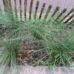 Festuca heterophylla Hábito