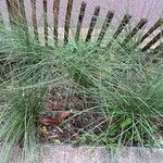 Festuca heterophylla Habitus