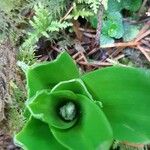 Scilla lilio-hyacinthus Leaf