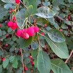 Cotoneaster multiflorus फल