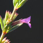Micromeria graeca फूल