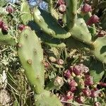 Opuntia dillenii Leaf