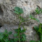 Erodium chium موطن