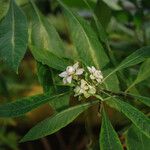 Baccharoides calvoana Blüte