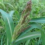 Echinochloa muricata Fruit