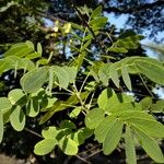 Senna surattensis Leaf