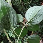 Leandra granatensis Leaf