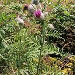 Cirsium eriophorum Habitus